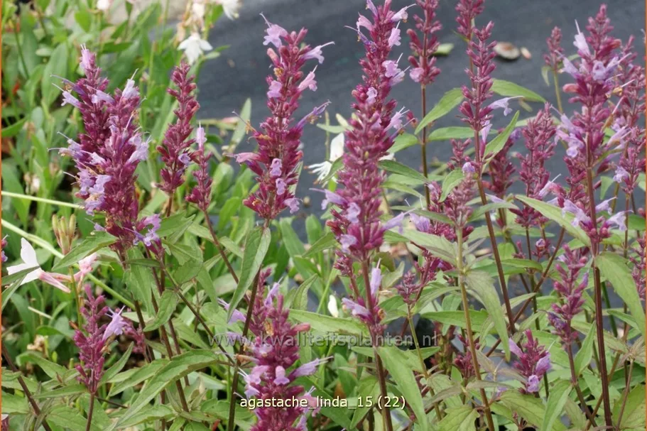Agastache 'Linda'