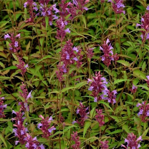 Agastache 'Linda'
