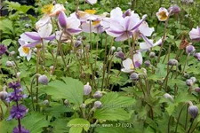 Anemone japonica 'Elfin Swan'