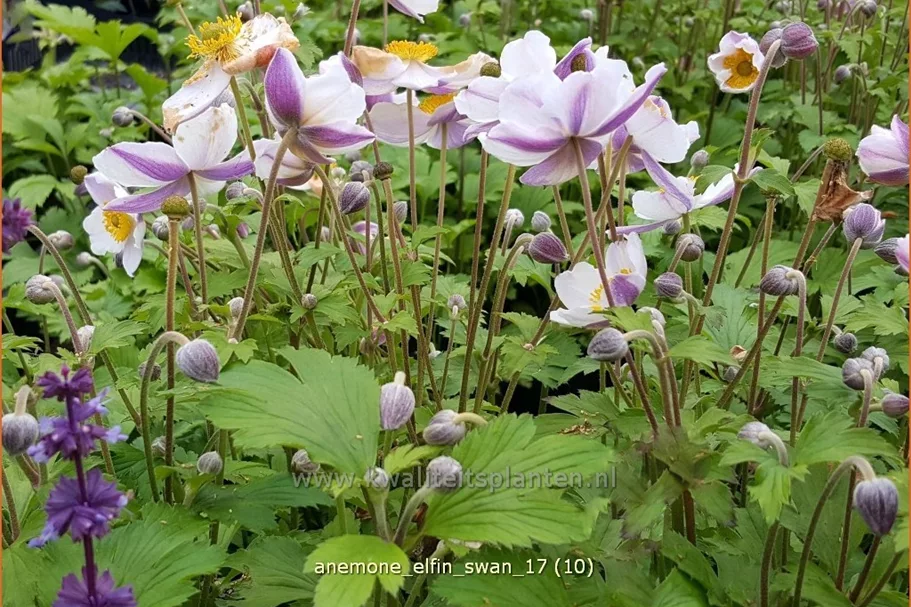 Anemone japonica 'Elfin Swan'