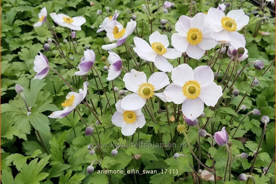 Anemone japonica 'Elfin Swan'