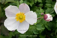 Anemone japonica 'Elfin Swan'