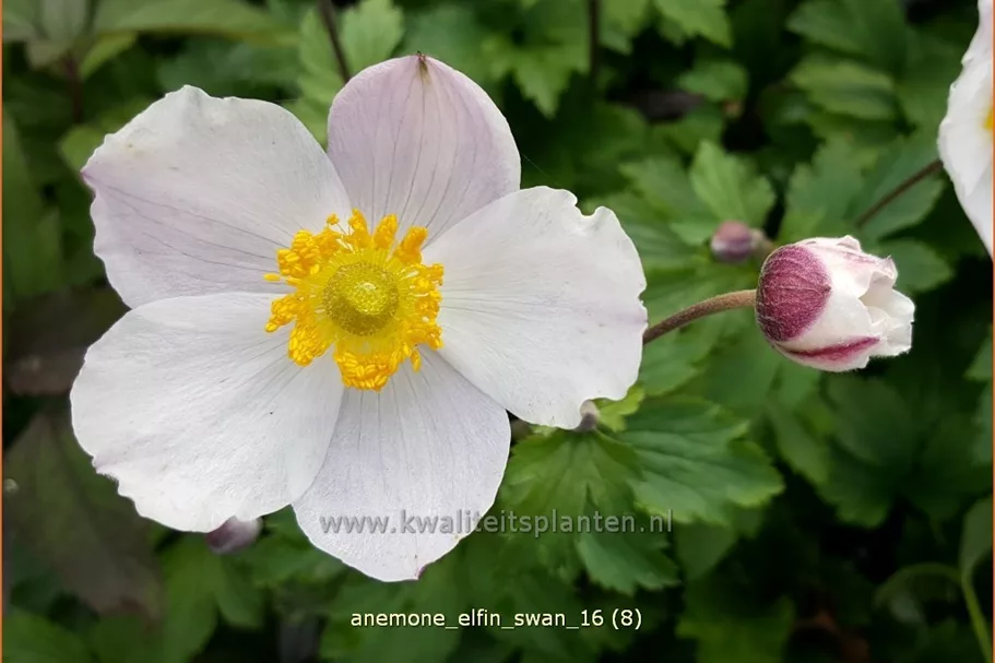 Anemone japonica 'Elfin Swan'