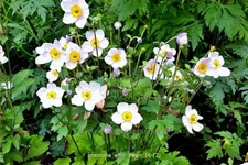 Anemone japonica 'Elfin Swan'