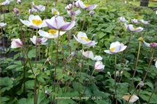 Anemone japonica 'Elfin Swan'