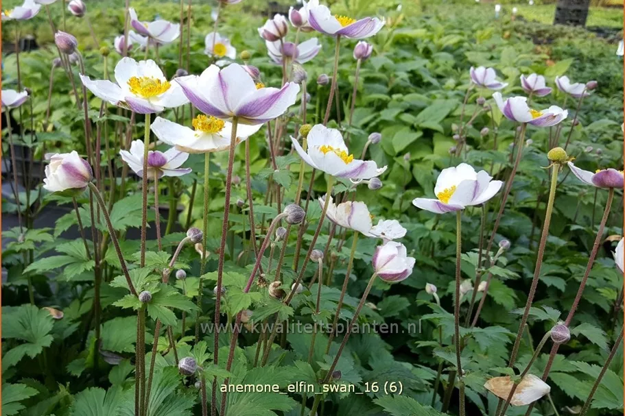 Anemone japonica 'Elfin Swan'