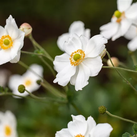 Anemone japonica 'Elfin Swan'