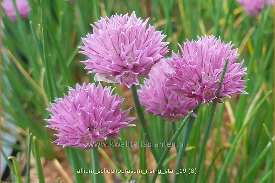 Allium schoenoprasum 'Rising Star'