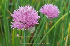 Allium schoenoprasum 'Rising Star'