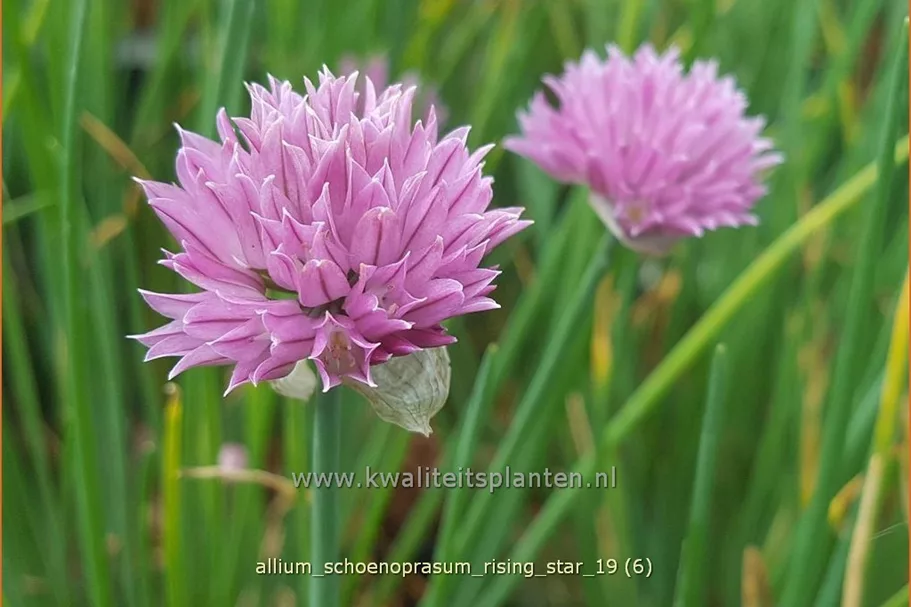Allium schoenoprasum 'Rising Star'