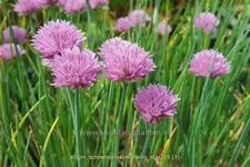 Allium schoenoprasum 'Rising Star'