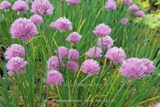 Allium schoenoprasum 'Rising Star'