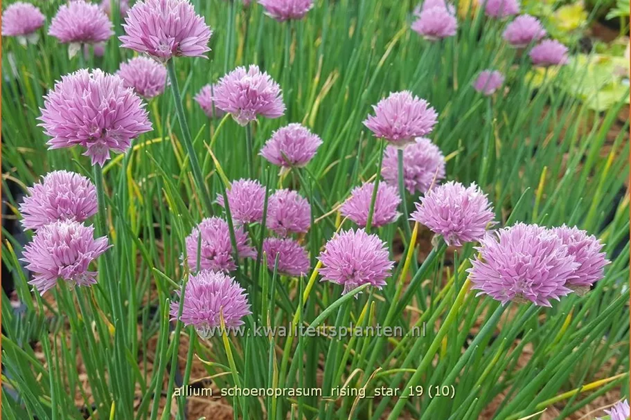 Allium schoenoprasum 'Rising Star'