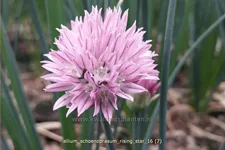 Allium schoenoprasum 'Rising Star'