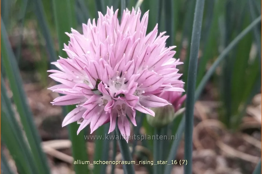 Allium schoenoprasum 'Rising Star'