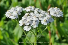 Achillea millefolium 'White Beauty'