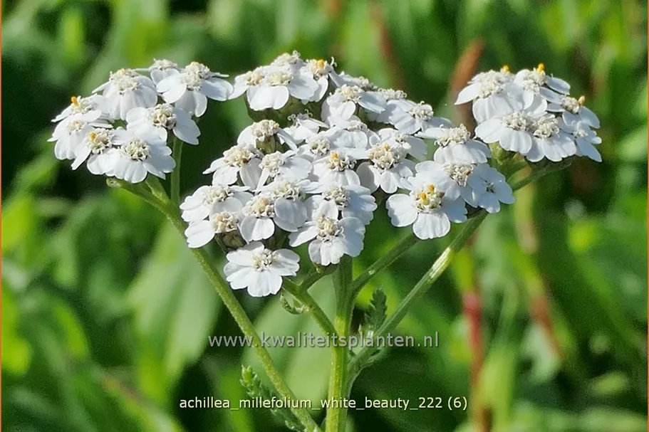 Achillea millefolium 'White Beauty'