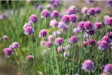 Allium schoenoprasum 'Rising Star'