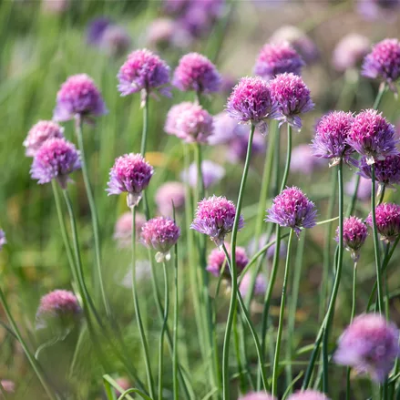 Allium schoenoprasum 'Rising Star'