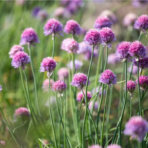 Allium schoenoprasum 'Rising Star'