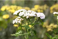 Achillea millefolium 'White Beauty'