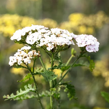 Achillea millefolium 'White Beauty'
