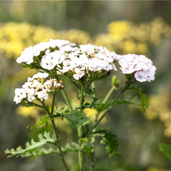 Achillea millefolium 'White Beauty'