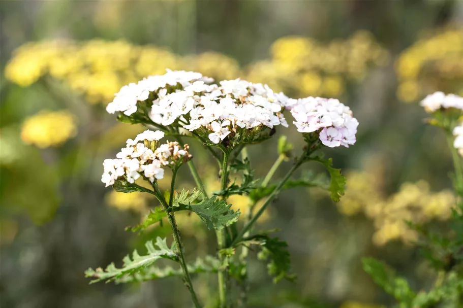 Achillea millefolium 'White Beauty'