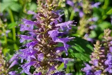 Agastache foeniculum 'Purple Haze'