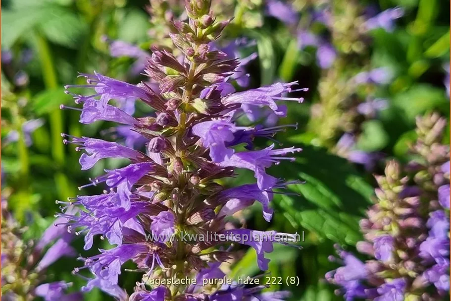 Agastache foeniculum 'Purple Haze'