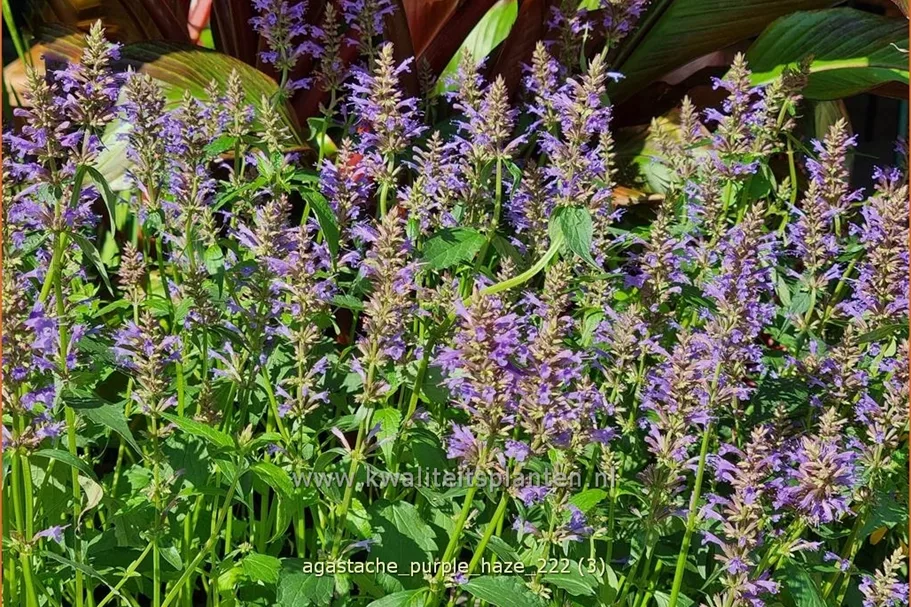 Agastache foeniculum 'Purple Haze'