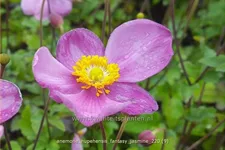Anemone hupehensis 'Fantasy Jasmine'