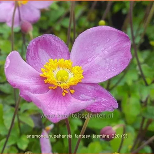 Anemone hupehensis 'Fantasy Jasmine'