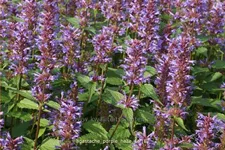 Agastache foeniculum 'Purple Haze'