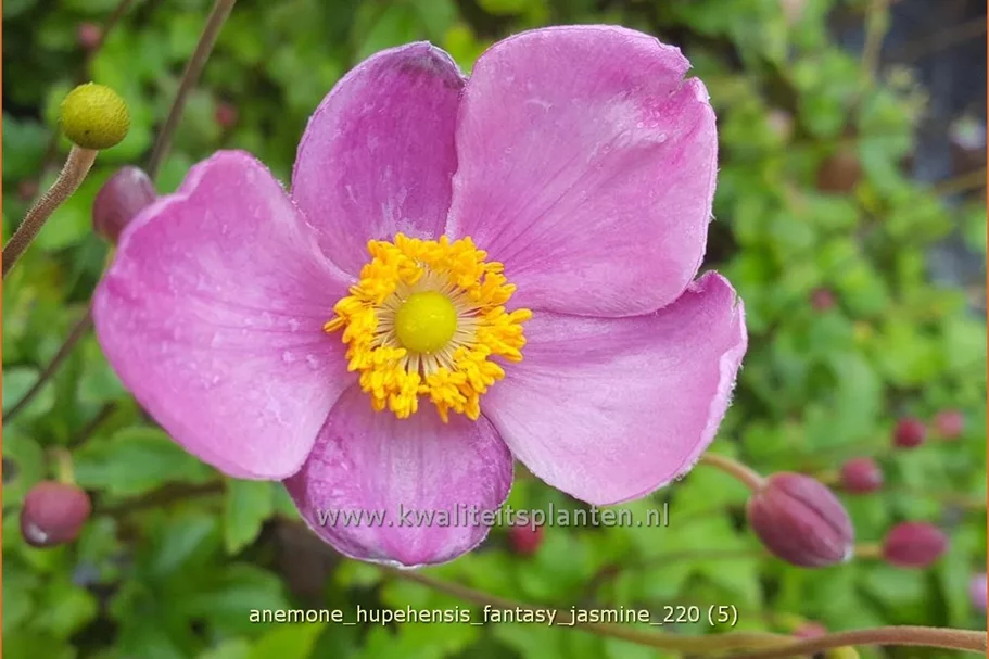 Anemone hupehensis 'Fantasy Jasmine'