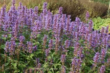 Agastache foeniculum 'Purple Haze'