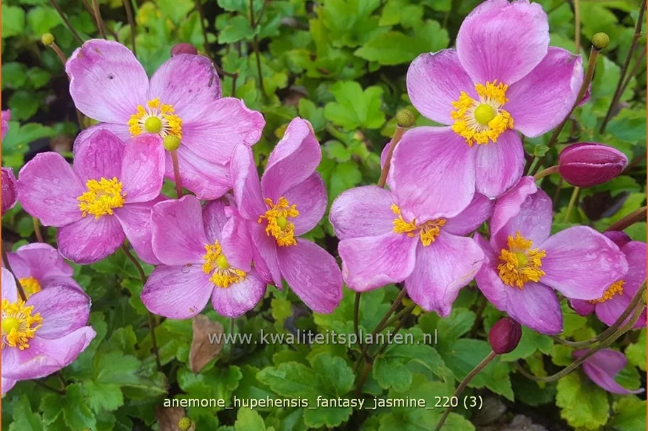Anemone hupehensis 'Fantasy Jasmine'