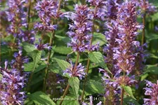 Agastache foeniculum 'Purple Haze'
