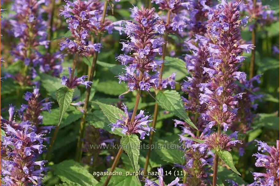 Agastache foeniculum 'Purple Haze'