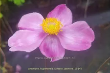 Anemone hupehensis 'Fantasy Jasmine'