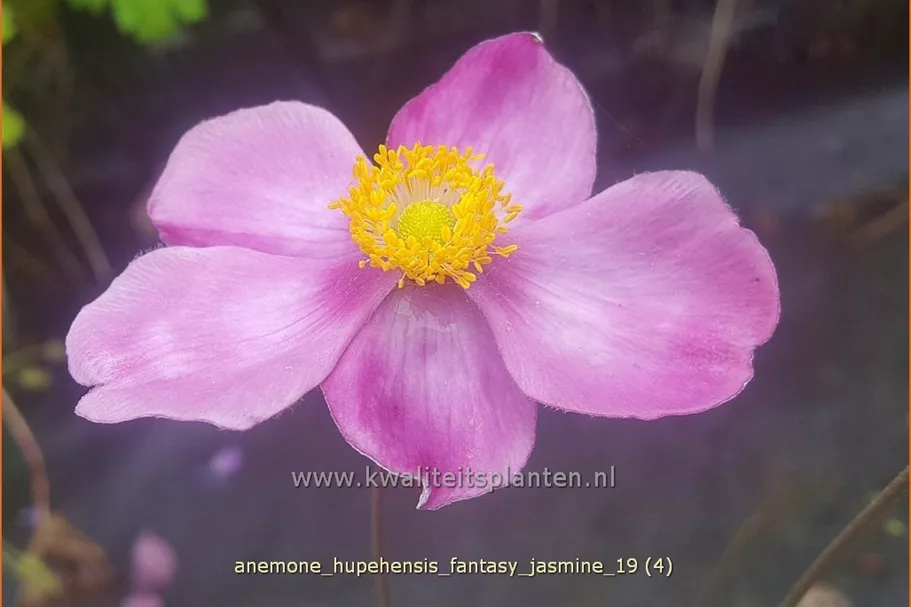 Anemone hupehensis 'Fantasy Jasmine'