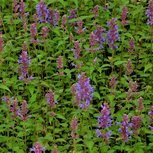 Agastache foeniculum 'Purple Haze'