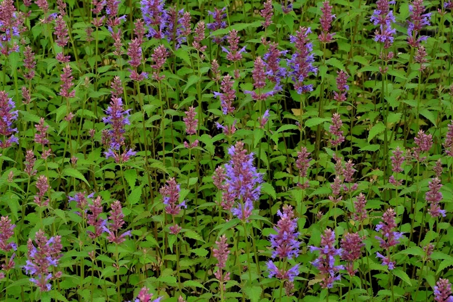 Agastache foeniculum 'Purple Haze'