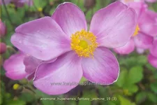 Anemone hupehensis 'Fantasy Jasmine'