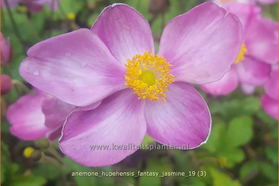 Anemone hupehensis 'Fantasy Jasmine'