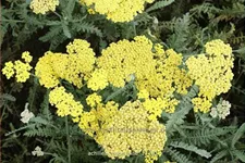 Achillea clypeolata 'Moonshine'