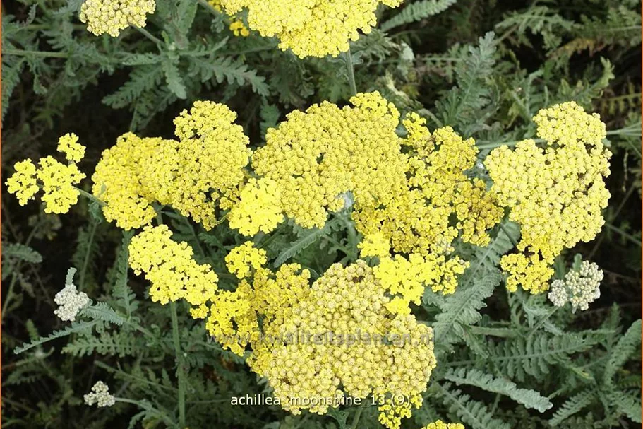 Achillea clypeolata 'Moonshine'