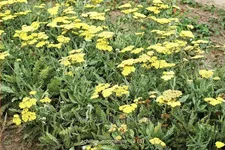 Achillea clypeolata 'Moonshine'