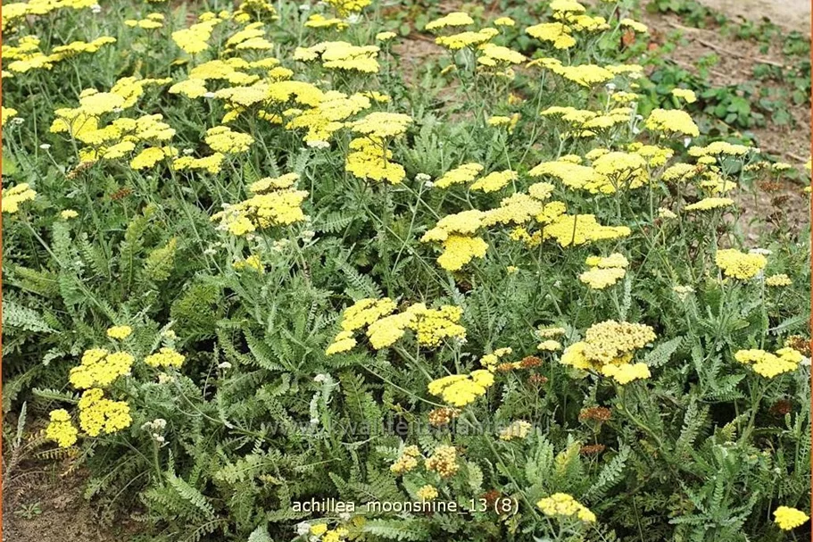 Achillea clypeolata 'Moonshine'