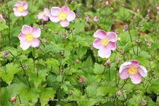 Anemone hupehensis 'Little Princess'®